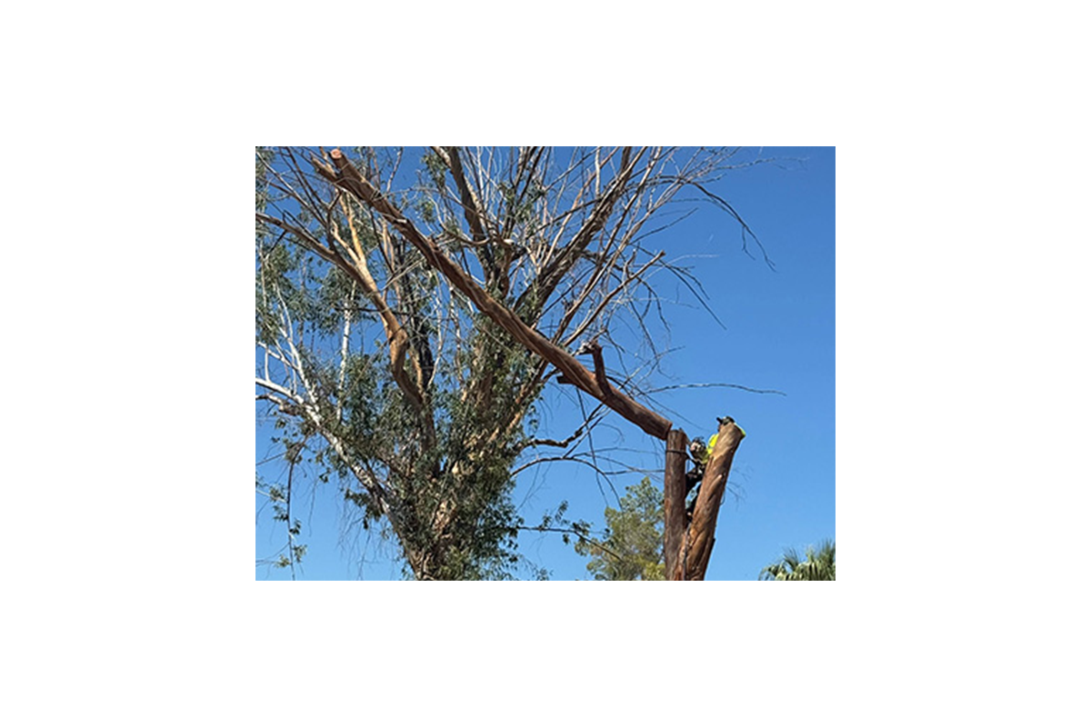 Tree service gallery photo