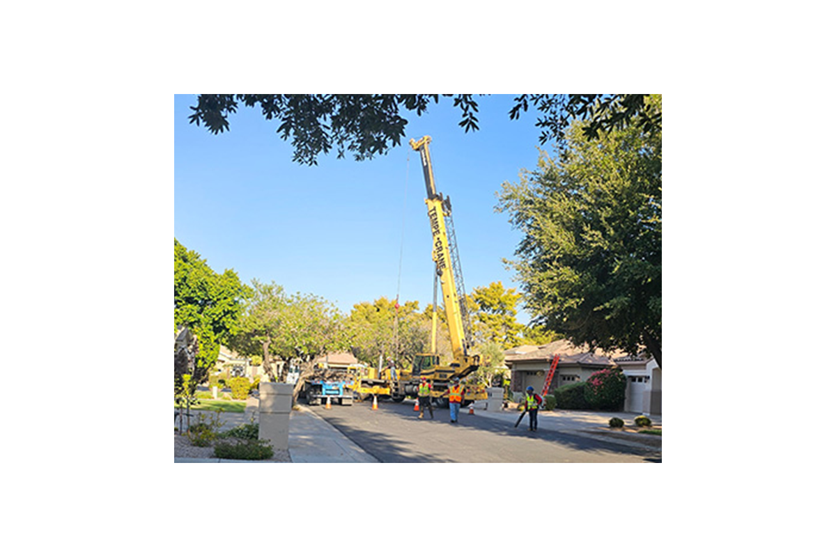 Tree service gallery photo