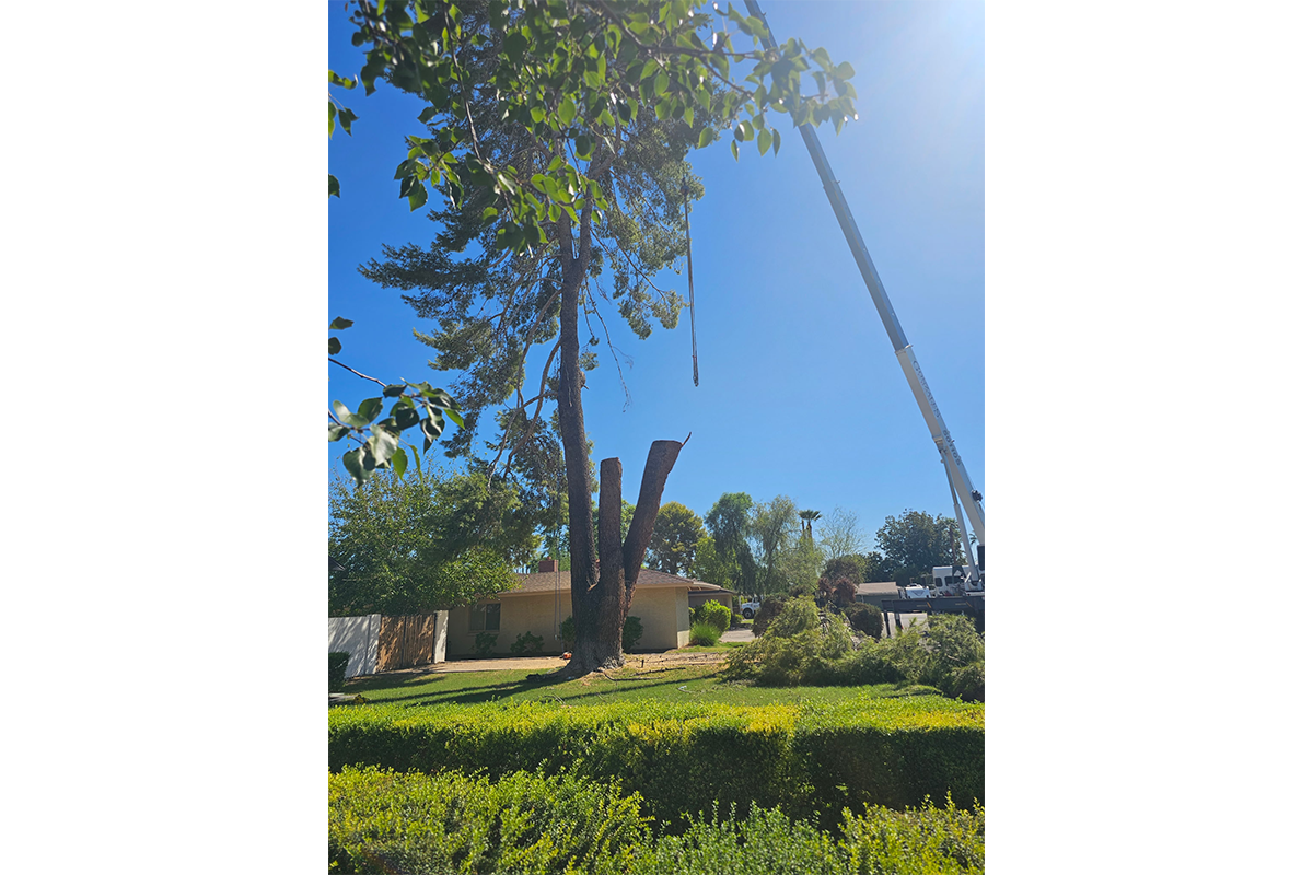 Tree service gallery photo