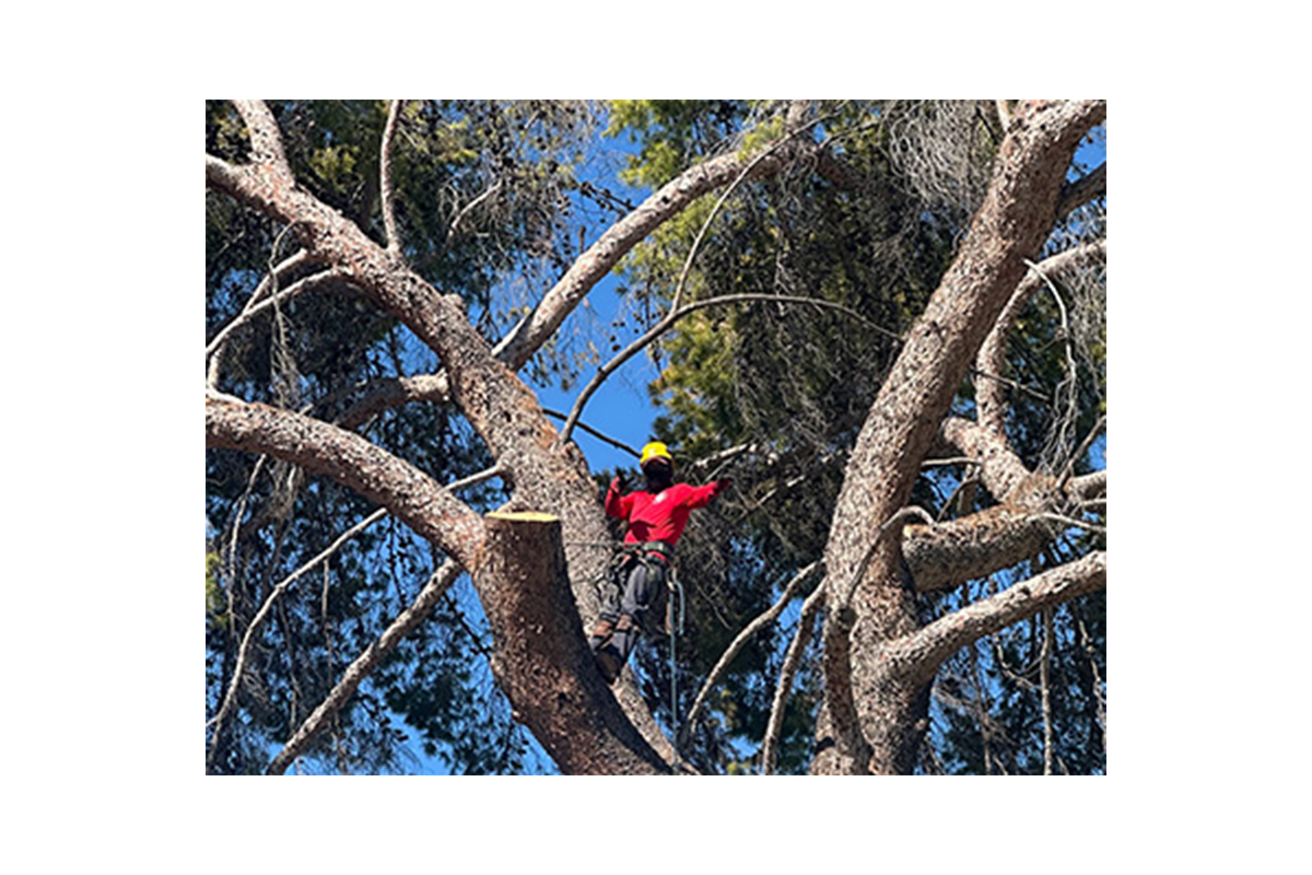 Tree service gallery photo