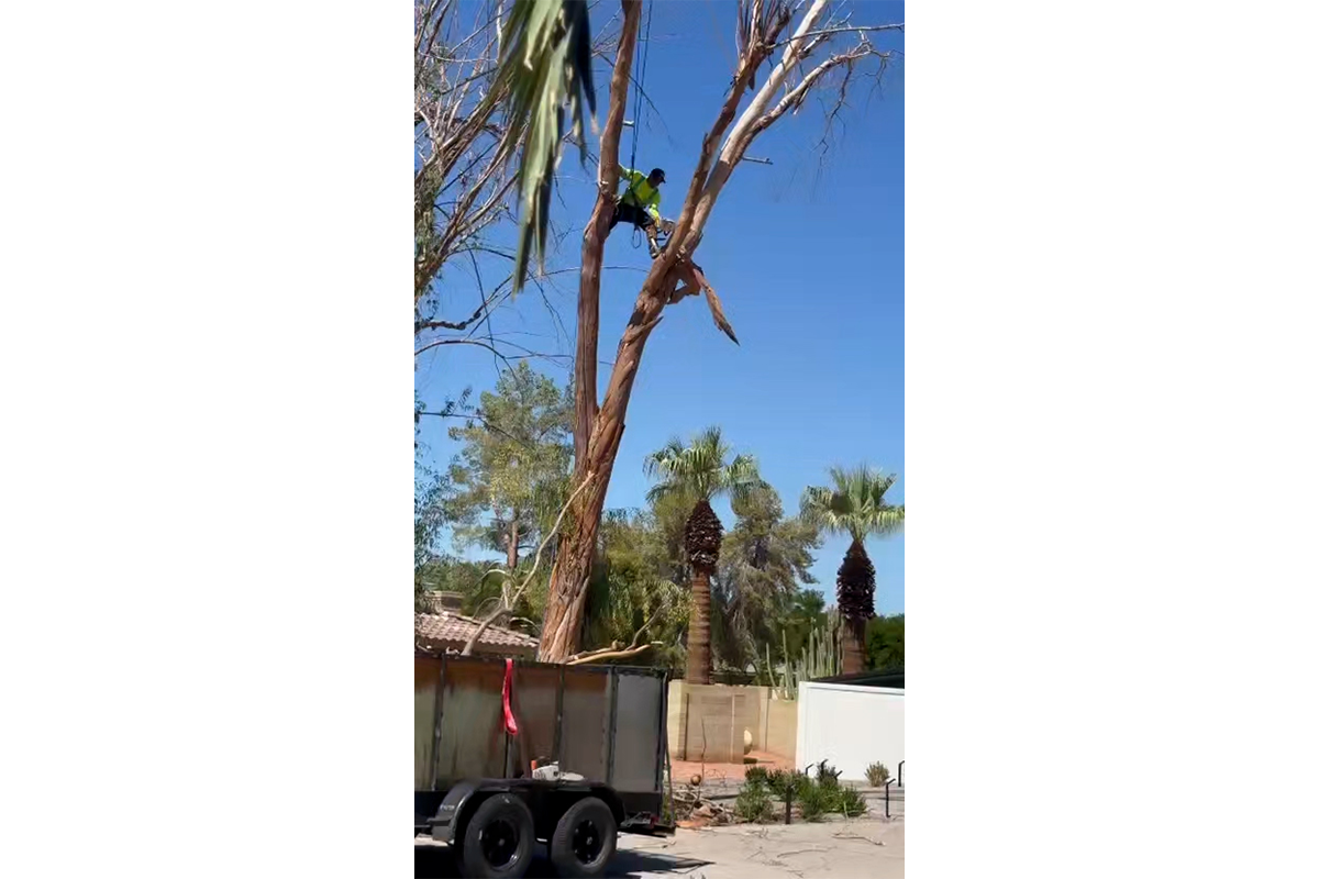 Tree service gallery photo